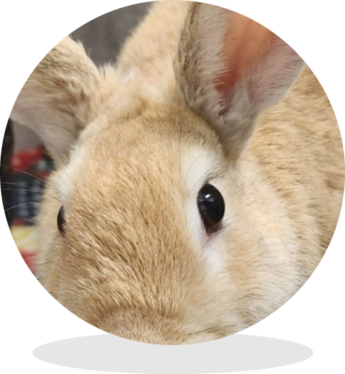 Close-up of a light-brown rabbit's face with dark eye and upright ears, looking toward the camera.