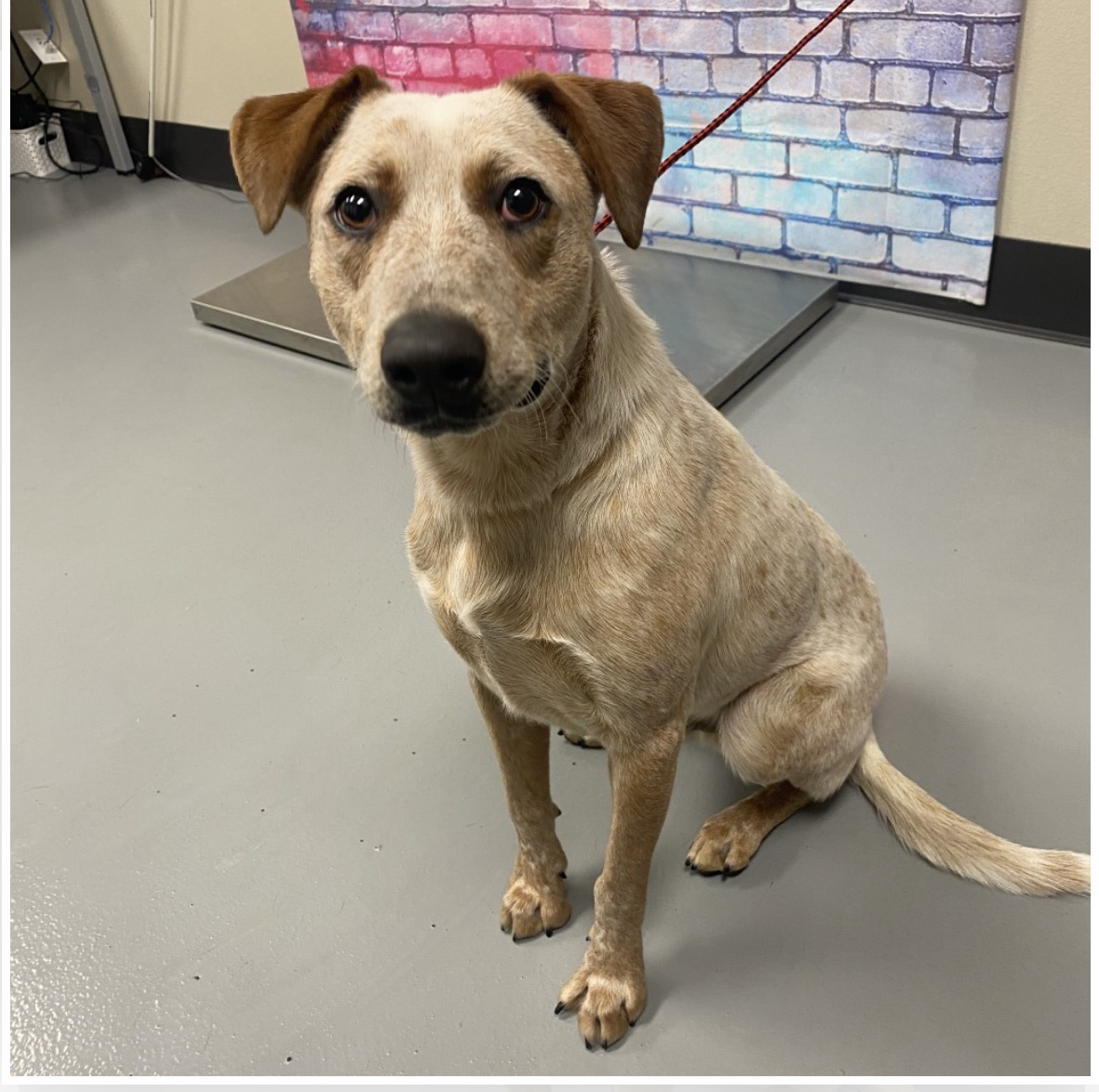 Tan mixed-breed dog sitting on a gray floor, leash attached, in front of a colorful brick-wall backdrop at a shelter or clinic.