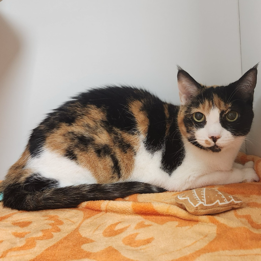 Calico cat lying on an orange blanket, looking at the camera with green eyes, tail tucked beside paws.