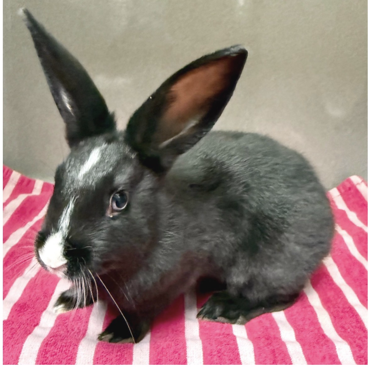 Black rabbit with a white nose and tall ears sitting on a pink and white striped blanket.